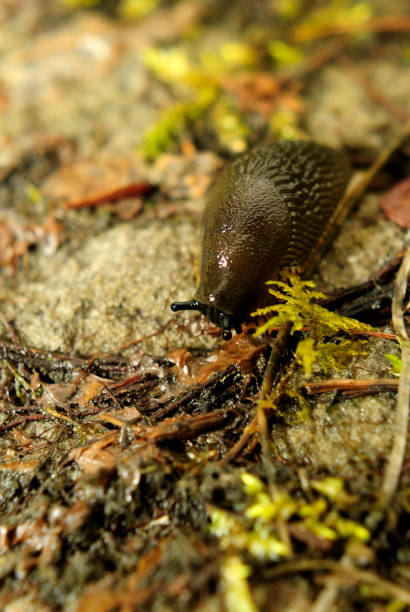 istock Spanish slug invasion in garden 646914150