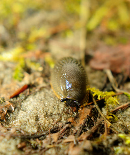 istock Spanish slug invasion in garden 646914154