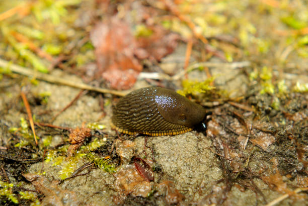 istock Spanish slug invasion in garden 646914166