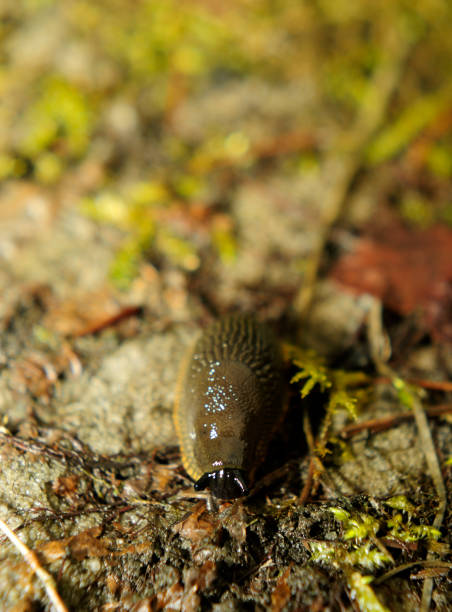 istock Spanish slug invasion in garden 646914208