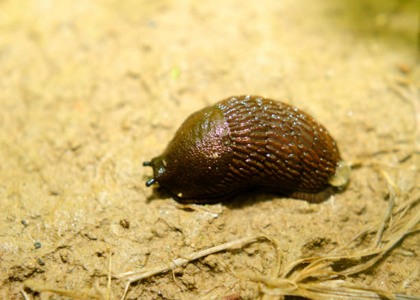 istock Spanish slug invasion in garden 646914274
