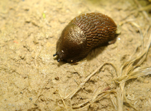 istock Spanish slug invasion in garden 646914350