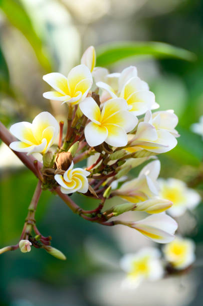 brancas e amarelas plumeria spp. - frangipannis imagens e fotografias de stock