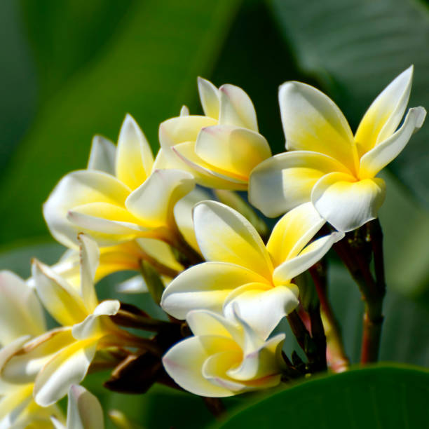 istock White and yellow Plumeria spp. 646915096