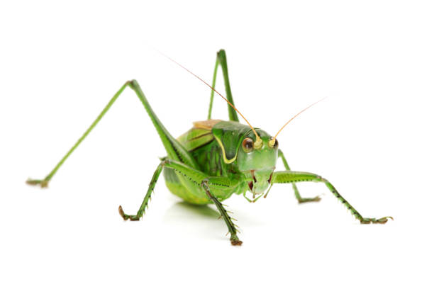 istock Macro image of a grasshopper isolated on white background 646915486