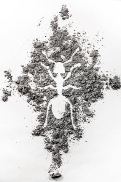 istock The ant, termite drawing silhouette made in dust, dirt, ash 646915624