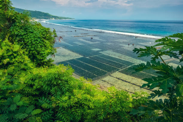 Coast of the island of Nusa Penida Coast of the island of Nusa Penida with sea weed gardens. Indonesia seaweed farming stock pictures, royalty-free photos & images