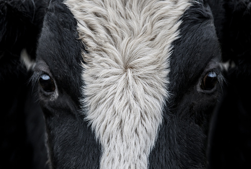 A close up of a Cow face
