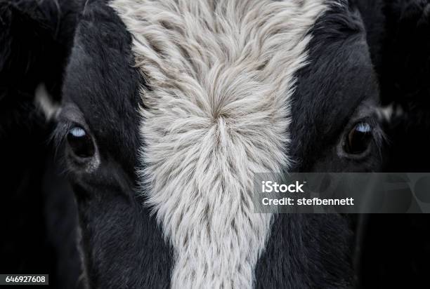 Cow Face Close Up Stock Photo - Download Image Now - Domestic Cattle, Cow, Close-up