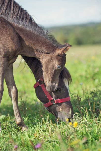 istock pony foal with mom  in the meadow 646930242