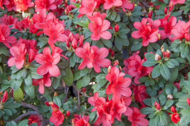 istock Flower bloom. Spring. Rhododendron indicum in garden 646930302