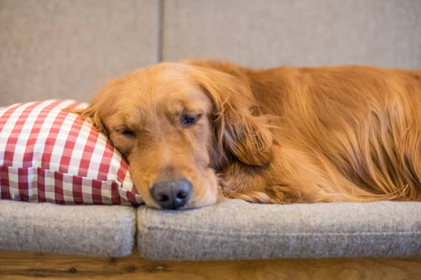 istock The Golden Retriever sleeps on the couch 646930480