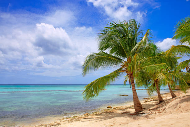 istock Caribbean sea and palms 646930526