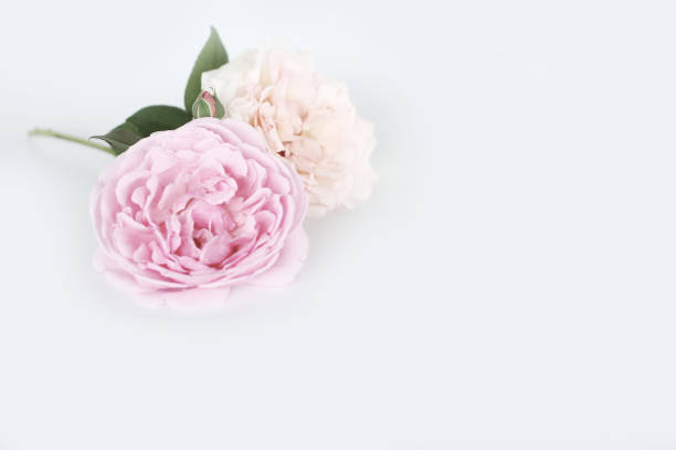 istock Beautiful English rose background 646930726