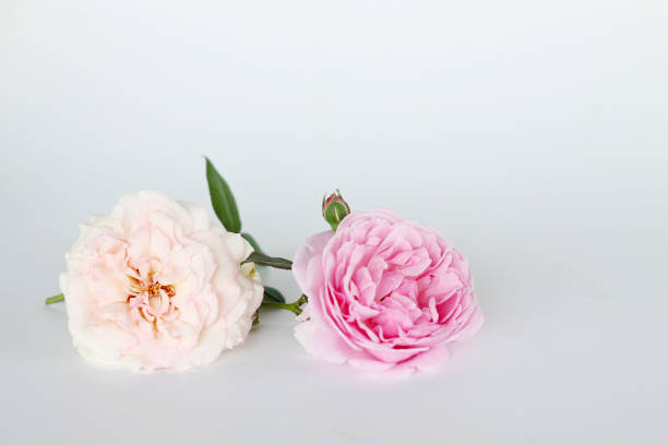 istock Beautiful English rose background 646930766