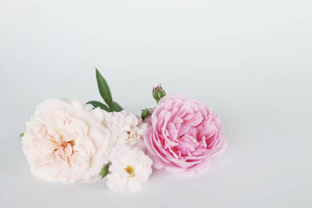 istock Beautiful English rose background 646930792