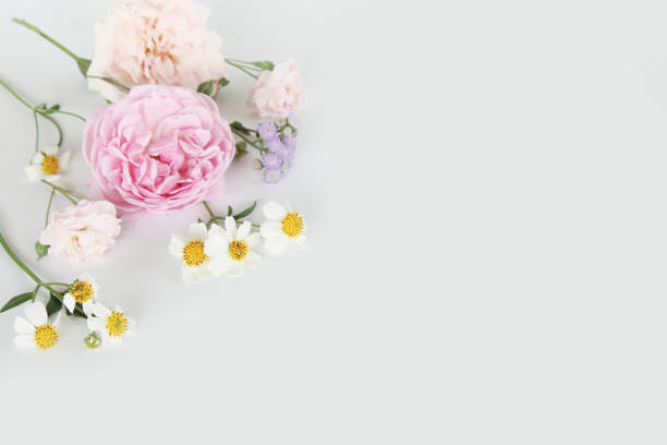 istock Beautiful English rose background 646930826