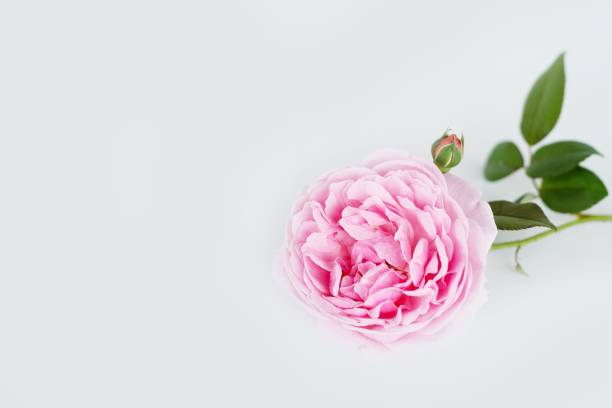 istock Beautiful English rose background 646930988