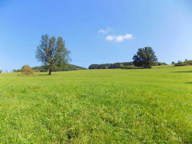 istock Meadow and deciduous forest in wild nature 646931866