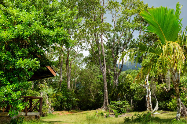 istock Morne Seychellois National Park - seychellen 646934668