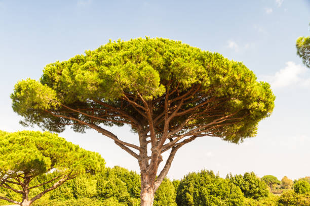 pinheiro de pedra ou pinus pinea - parasol pine - fotografias e filmes do acervo