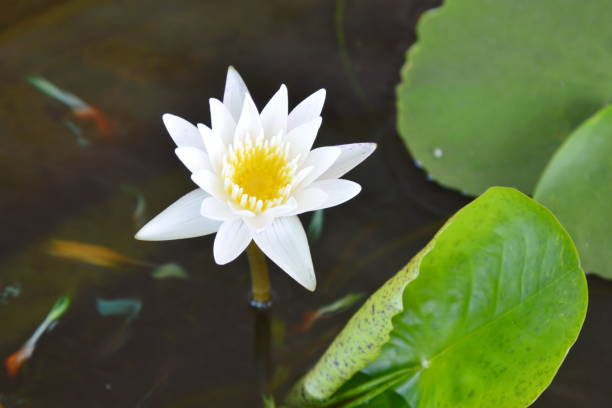 istock white lotus blooming in water 646939574