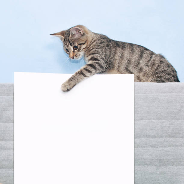 istock Template for animal advertising. Kitten and white sheet 646942854