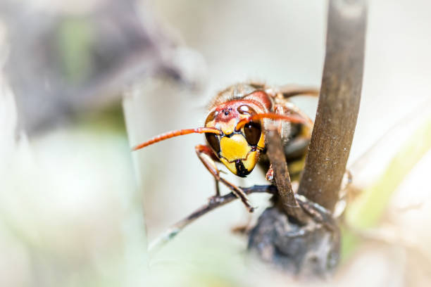 Asian predatory wasp also called Asian Hornet insect taken in macro selective focus on plant stem invading France and part of Europe in 2016 stock photo