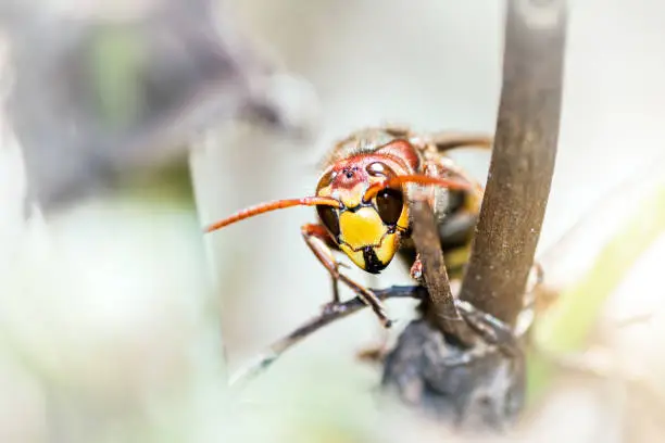 Photo of Macro of European hornet named Vespa crabro on plant stem in France