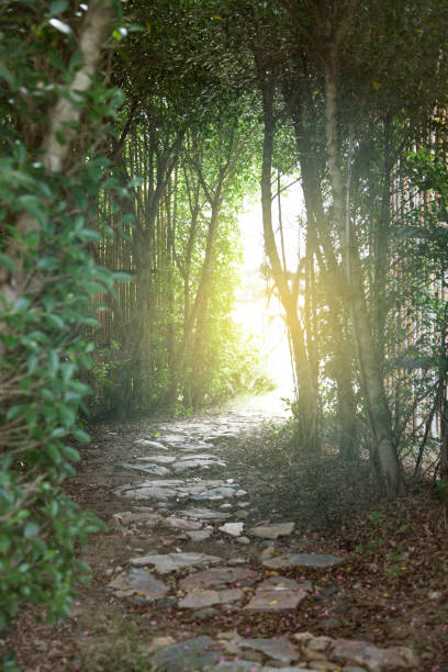 istock Tunnel of green trees 646949238