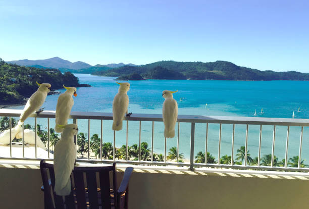 istock Cockatoos having a great vacation! at Hamilton Island 646949634