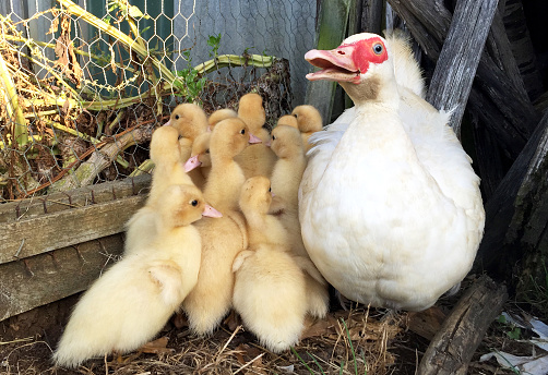 maternal affection / Mother of Duckling. take care of baby(Duckling). Duckings Follows mother. protected baby