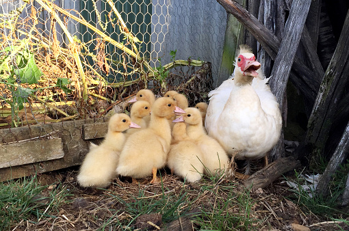 maternal affection / Mother of Duckling. take care of baby(Duckling). Duckings Follows mother. protected baby