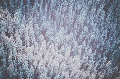Aerial Winter Forest Landscape, Whistler Blackcomb