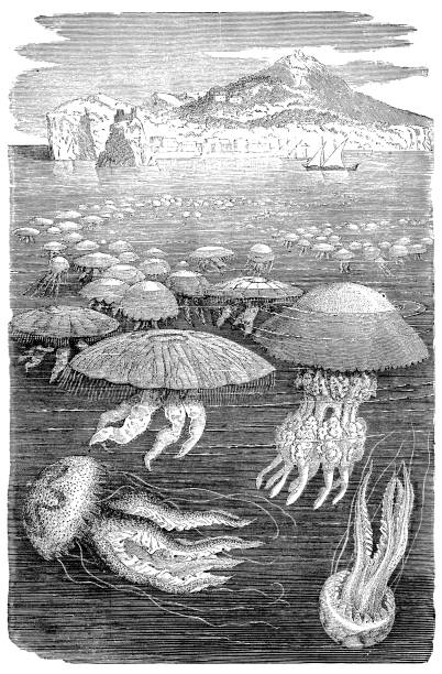 illustrations, cliparts, dessins animés et icônes de gravure de meduse de méduses - jellyfish cnidarian illustration and painting engraved image