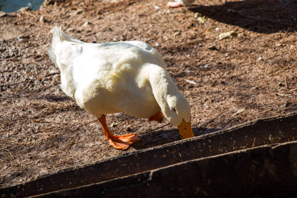 istock Lonely duck by the land 646954138