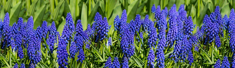 Hyacinths fields in the spring of The Netherlands.Hyacinthus orientalis.