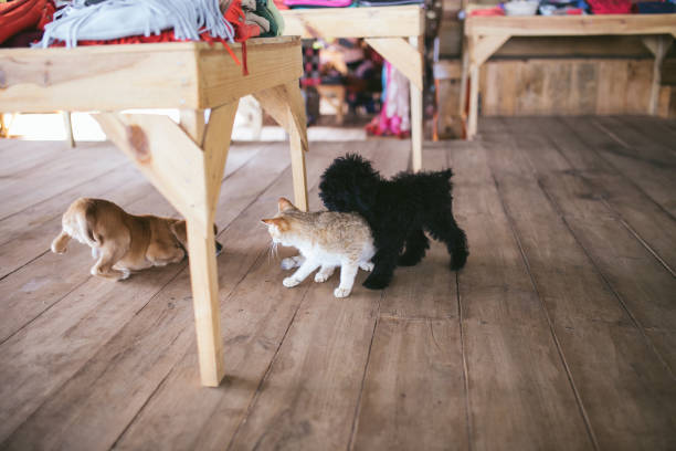 istock Dogs and cats playing together. 646954588