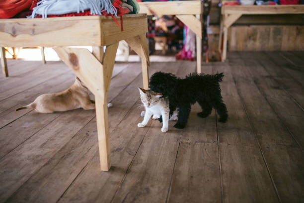istock Dogs and cats playing together. 646954590