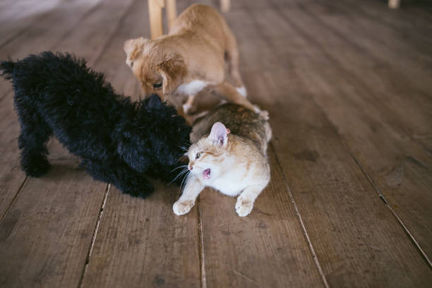 istock Dogs and cats playing together. 646954600