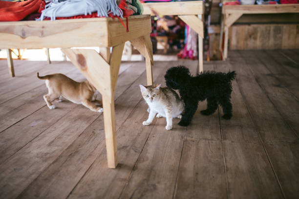 istock Dogs and cats playing together. 646954610