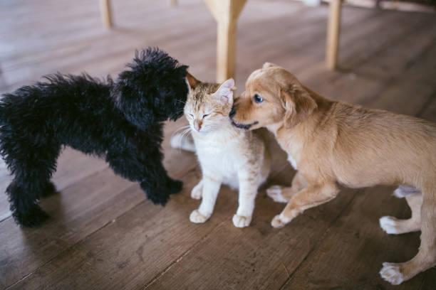 istock Dogs and cats playing together. 646954628