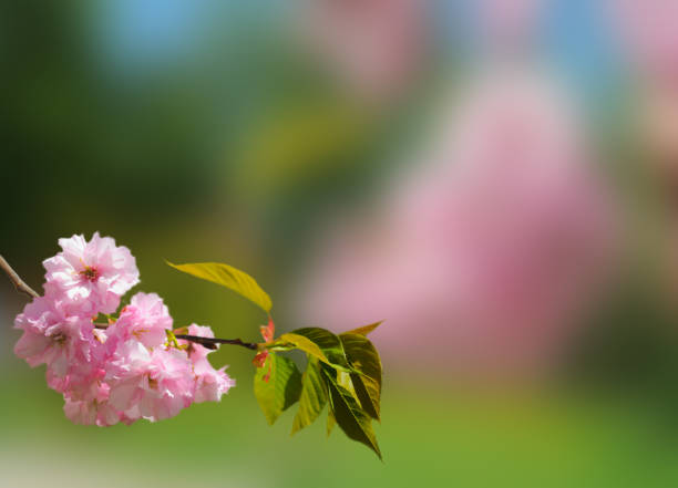 Beautiful branch with pink sakura blossoms on colorful background with copy space