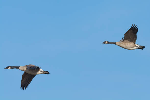istock Two Canada Geese Flying Against a Blue Sky 646957526