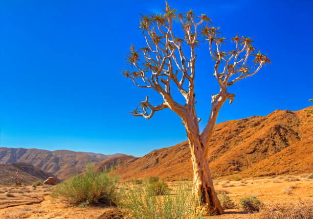 árbol de la aljaba de color oro - richtersveld national park fotografías e imágenes de stock