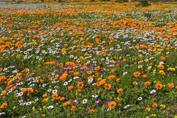 istock Field Filled with Orange White and Yellow Spring Flowers 646958352