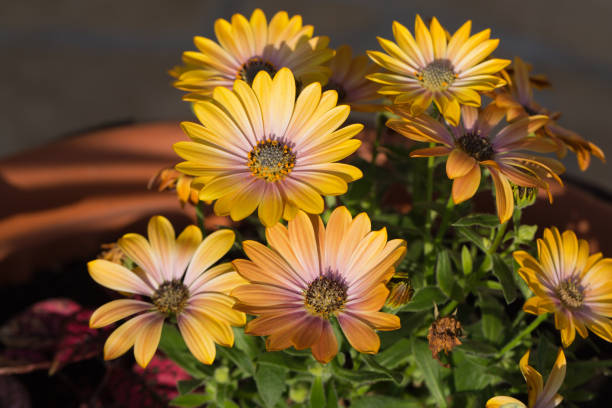 istock Yellow cape  daisy in garden 646965526