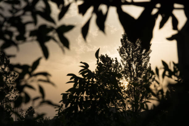 istock sunset in woodlands 646965798