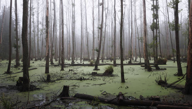 Moody swamp Panoramic view of a swamp in the forest fallen tree photos stock pictures, royalty-free photos & images