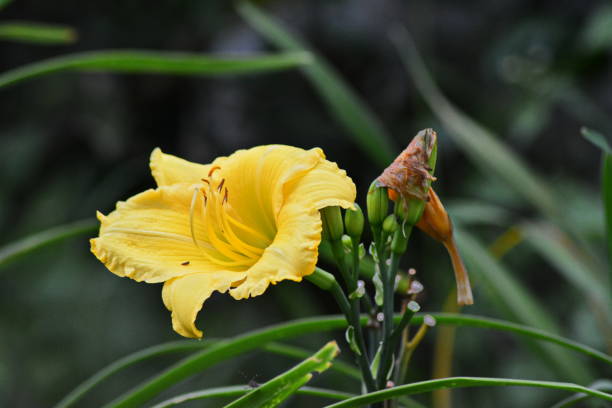 istock beautiful yellow color hemerocallis 646970532